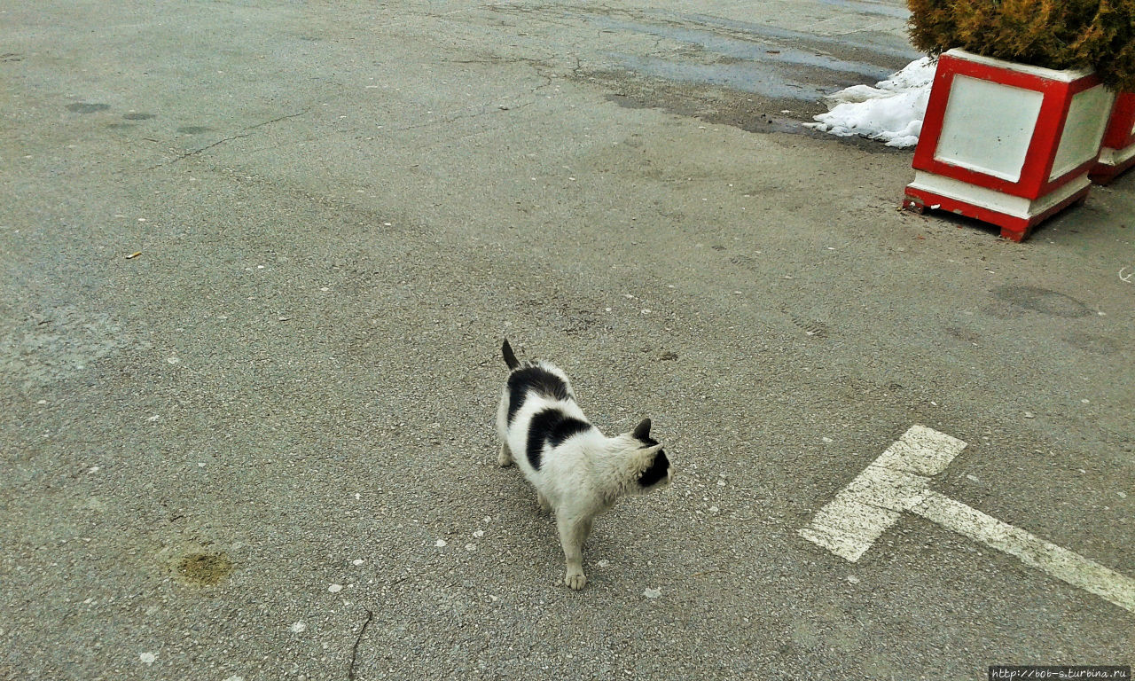 Много котов с чёрно-белым окрасом попадалось в этих местах)) Мокра Гора, Сербия