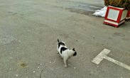 Много котов с чёрно-белым окрасом попадалось в этих местах))