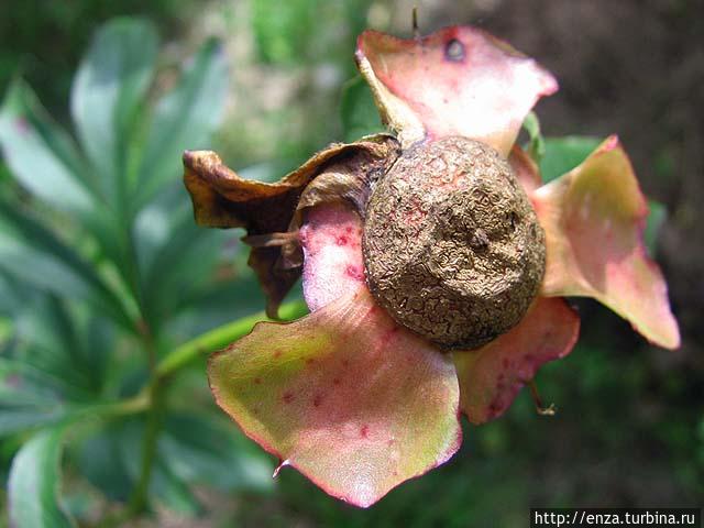 Дачная феерия