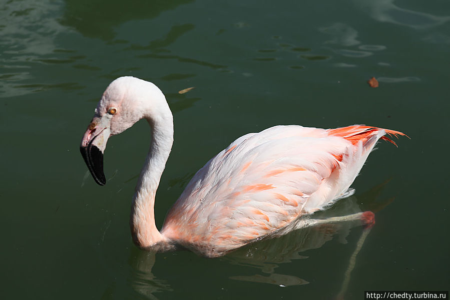 Если честно не знал, что  фламинго умеют плавать. Сан-Антонио, CША