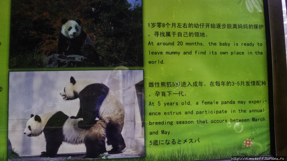 Резерват большой панды БиФенгСя Яань, Китай