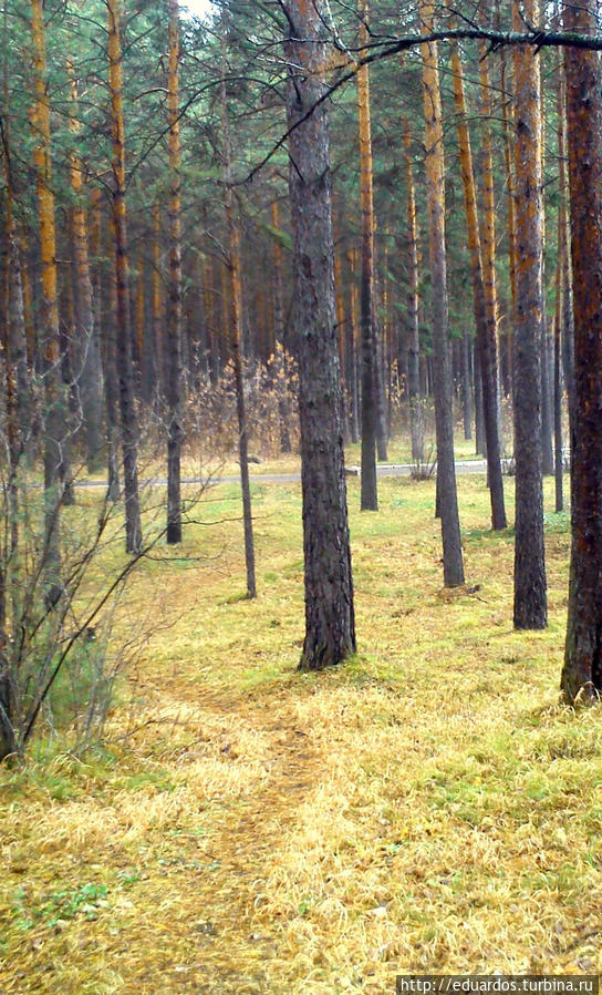 В лесу . Где-то между Железногорском и Подгорным Красноярск, Россия
