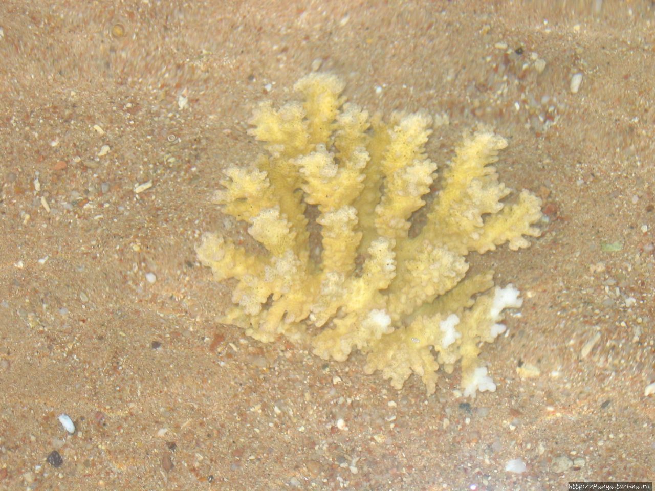 Египетский коралл Хургада, Египет