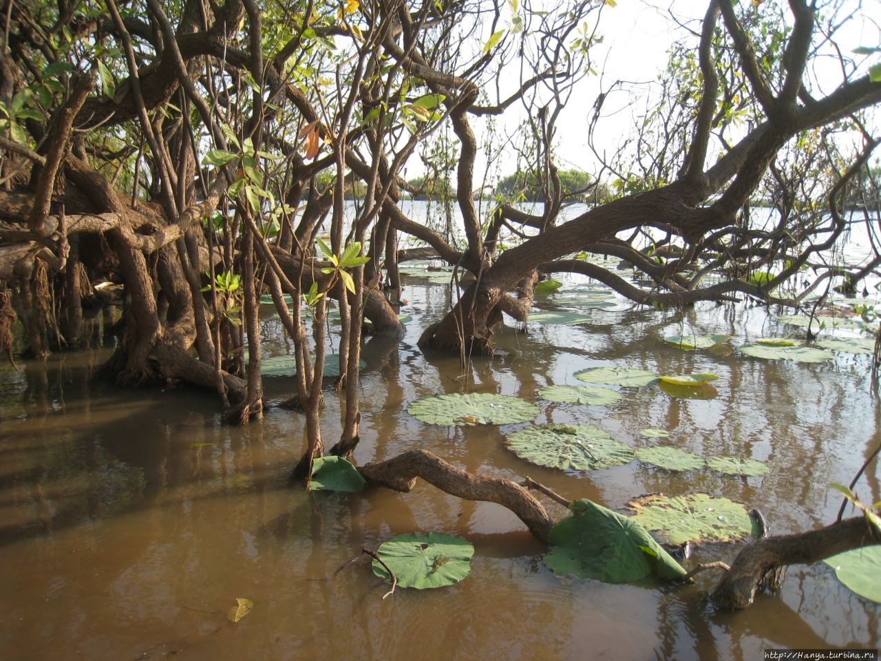 Круиз по водно-болотным угодьям реки Мэри Мэри-Ривер Национальный Парк, Австралия