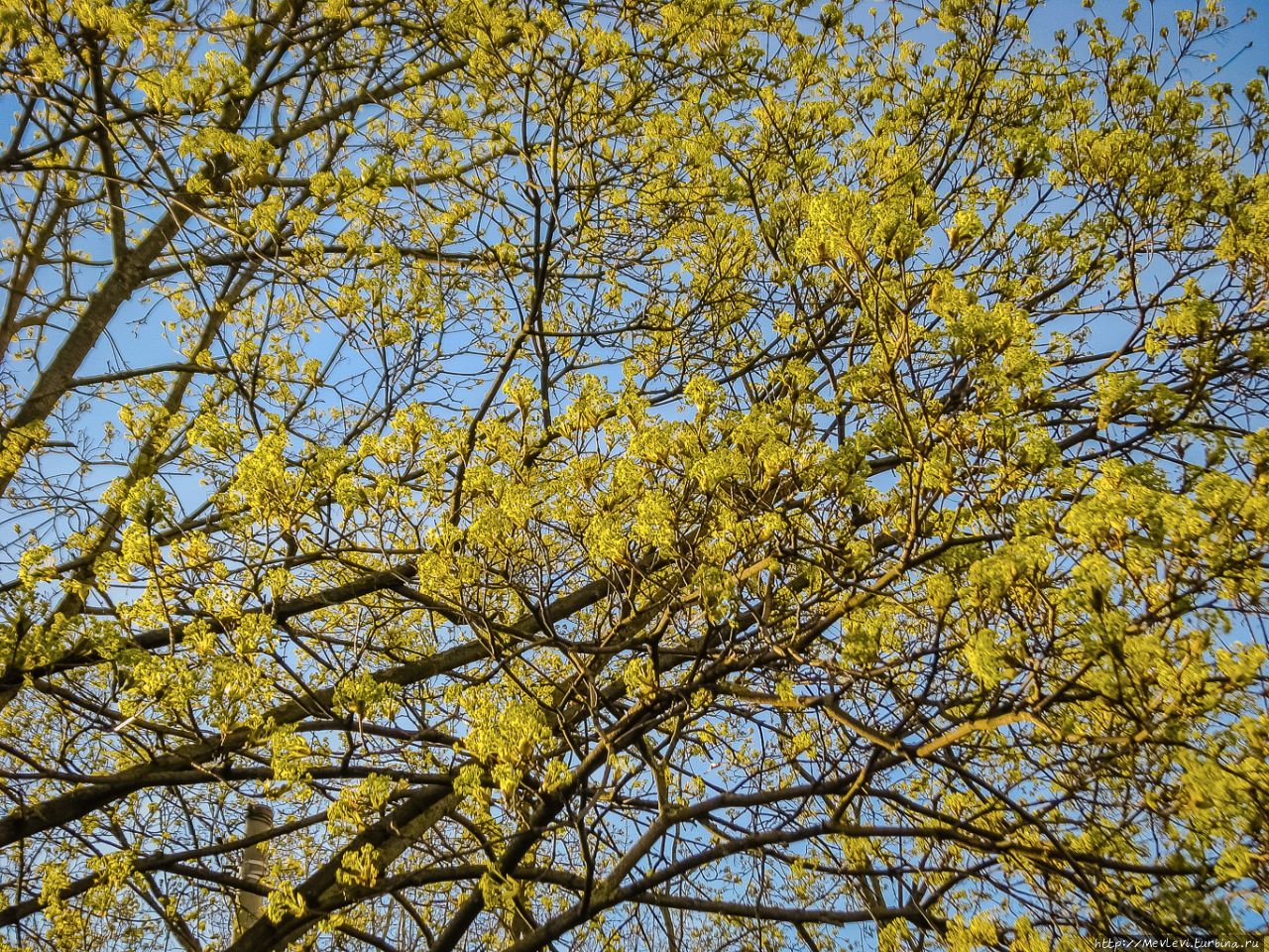 Май в Риге Рига, Латвия