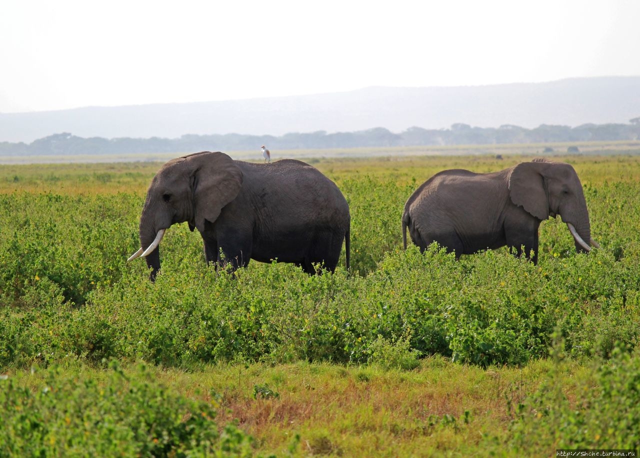 22 сентября — Всемирный день защиты слонов