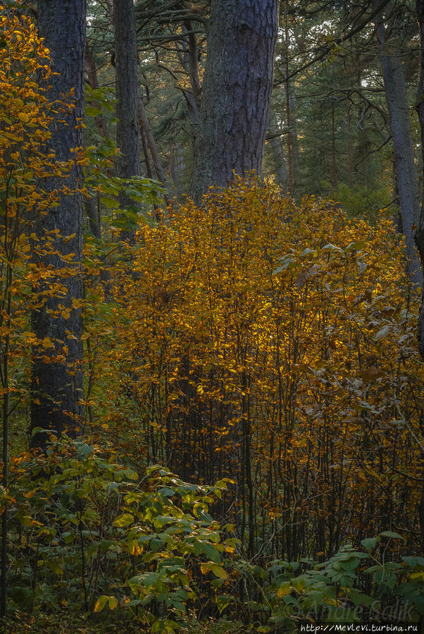 Прогулка в осеннем Лиелупе Юрмала, Латвия