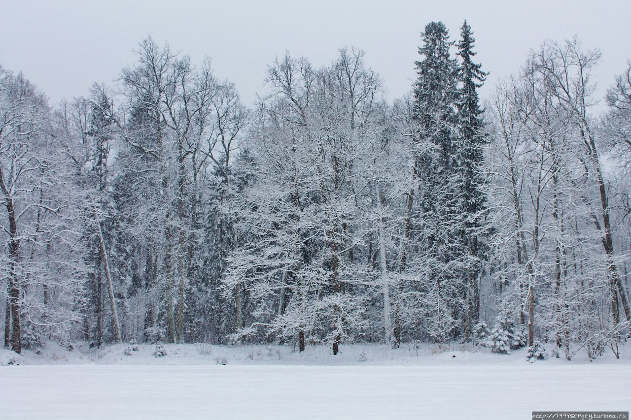 Габитус Ломоносов, Россия