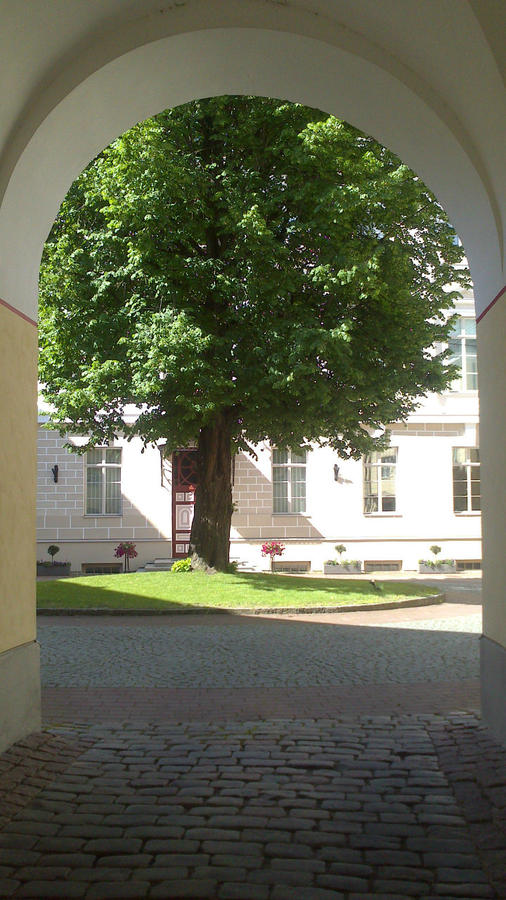 Чье-то мажорное дерево в чьем-то богатом дворе. Таллин, Эстония