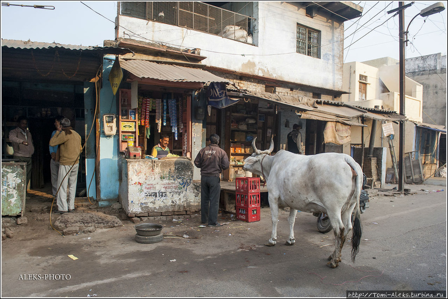 Вот так нескромно коровы просит еду на улицах Агры. Удивительно, что эти животные в городах Индии ведут себя очень уверенно. Знают, что они являются божествами. Значит, им можно все. И еще — в Индии считается очень богоугодным делом — накормить поутру корову прямо из своей торговой лавки. В Таиланде и Лаосе функцию таких просителей выполняют монахи в оранжевых одеждах. Значит, индийские коровы — это монахи в облике животного... Агра, Индия