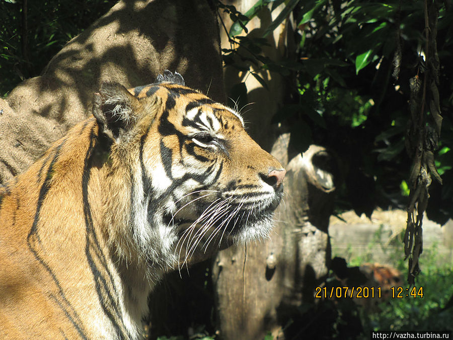 Бенгальский тигр.Обитает в северной и центральной Индии также в Непале и Бирме.Больше всех тигры обитают в национальном парке Бандхавгарх в центральной части Индии. Лондон, Великобритания