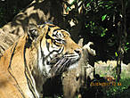 Бенгальский тигр.Обитает в северной и центральной Индии также в Непале и Бирме.Больше всех тигры обитают в национальном парке Бандхавгарх в центральной части Индии.