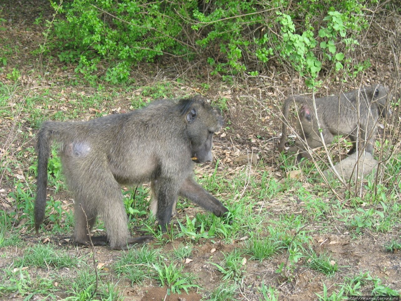 Парк Hluhluwe Imfolozi Game Reserve Шлушлуве-Умфолози Национальный Парк, ЮАР