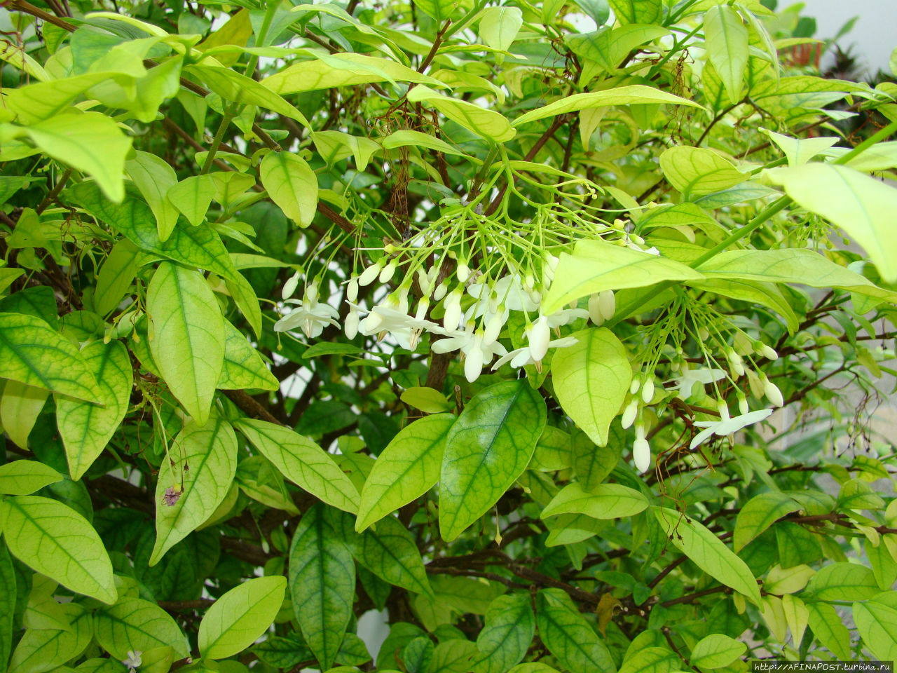 Цветочный рай 