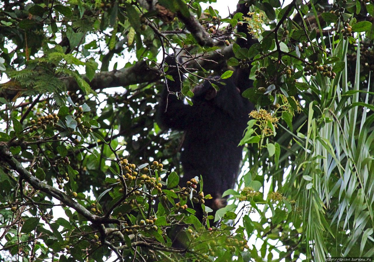 Трудно снимать черных шимпанзе в черном лесу, особенно утром Рубона, Уганда
