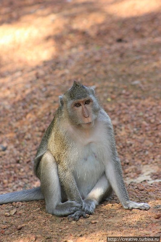Камбоджийские обезьяны Ангкор (столица государства кхмеров), Камбоджа
