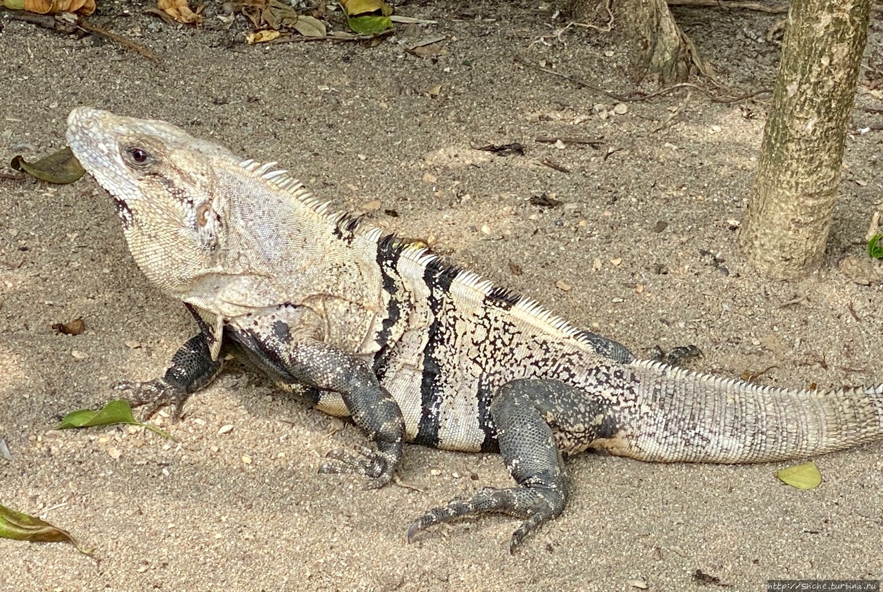 Игуаны Хопкинс, Белиз