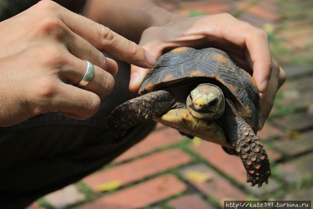 День Рождения в ботаническом саду Букараманга, Колумбия