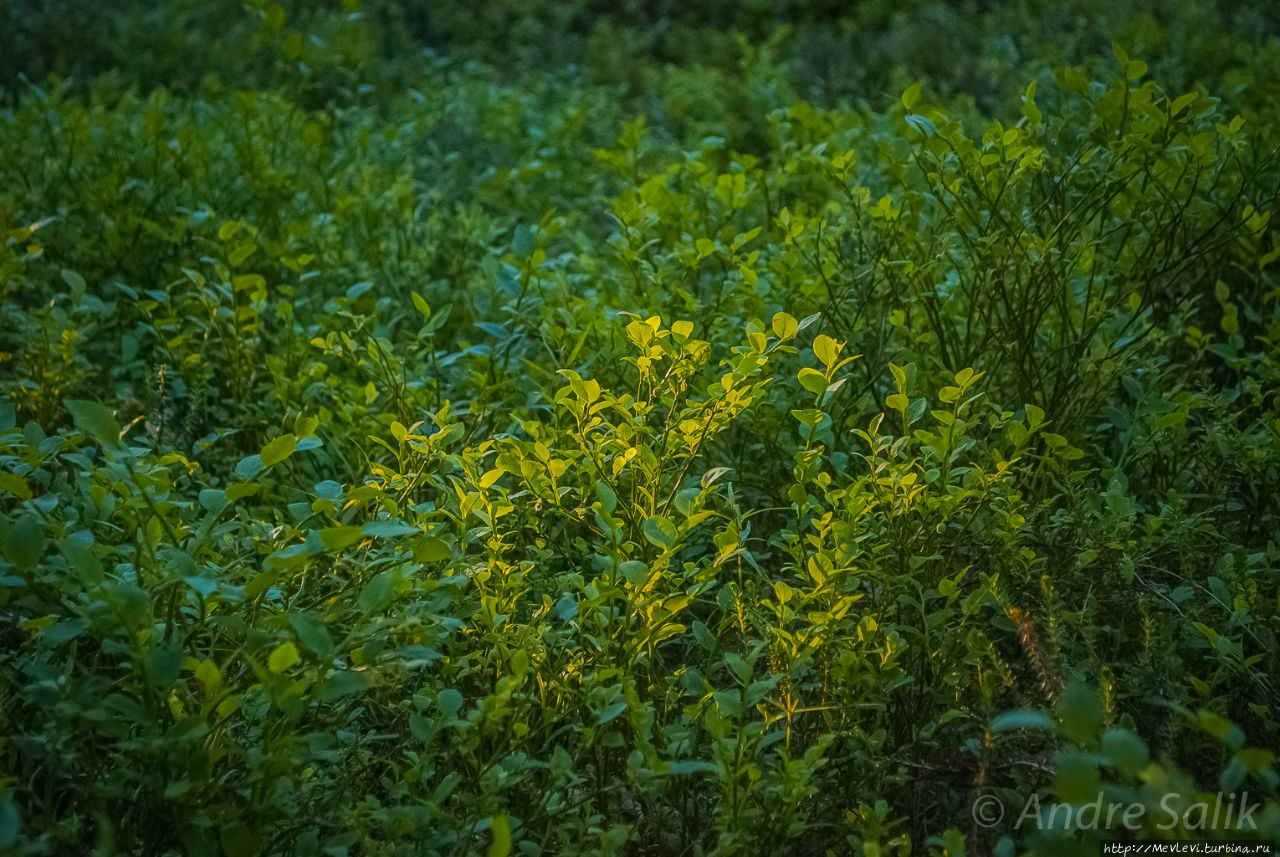 Красивое взморье Юрмала, Латвия