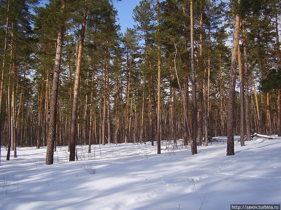 Лесная сказка Воронежского края Рамонь, Россия