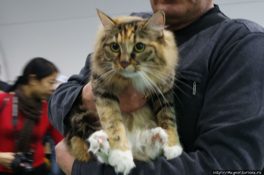 Самые  любимые... Южно-Сахалинск, Россия