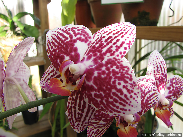 Орхидея