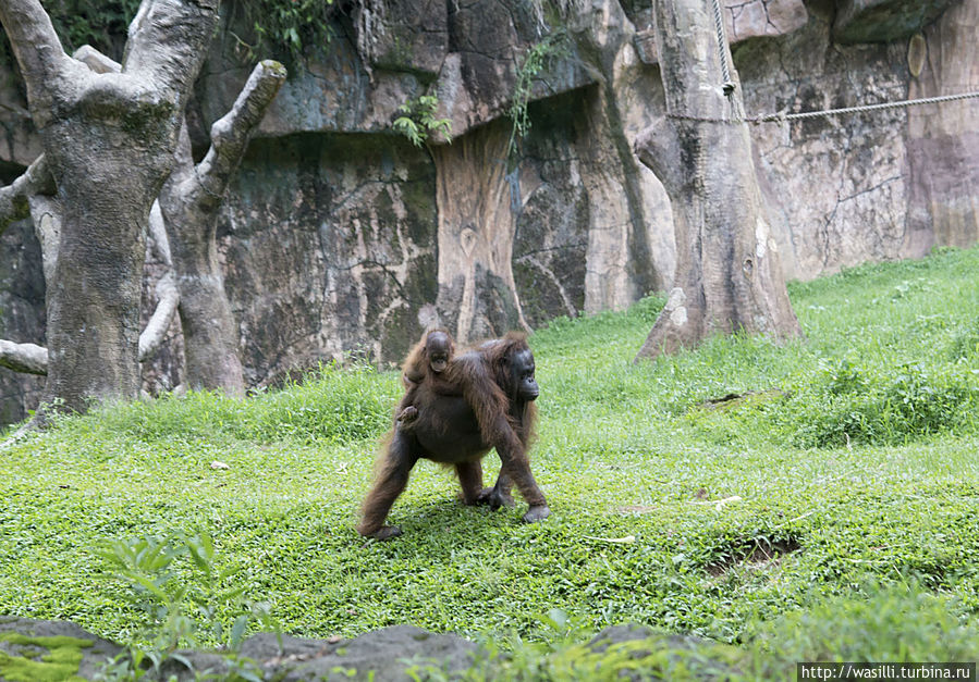 Орангутанг с малышом. Ява, Индонезия