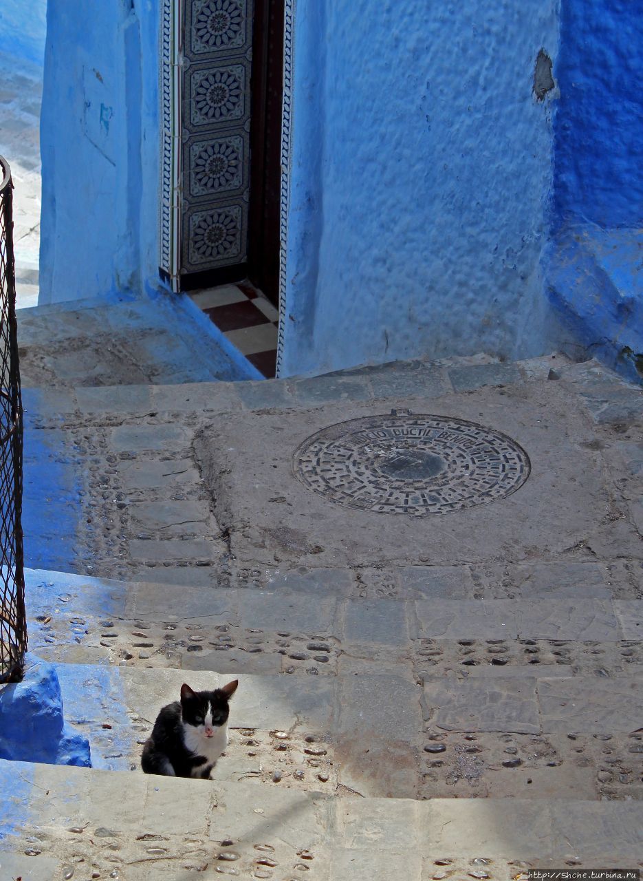 Коты и кошки Шефшауэна Шефшауэн, Марокко
