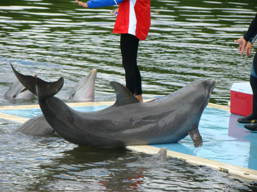 Дельфинарий варадеро. Дельфинарий на Кубе. Дельфинарий на Кубе в океане. Купание с дельфинами Варадеро.