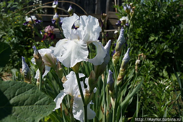 Ирисы —  семицветье  радуги Южно-Сахалинск, Россия