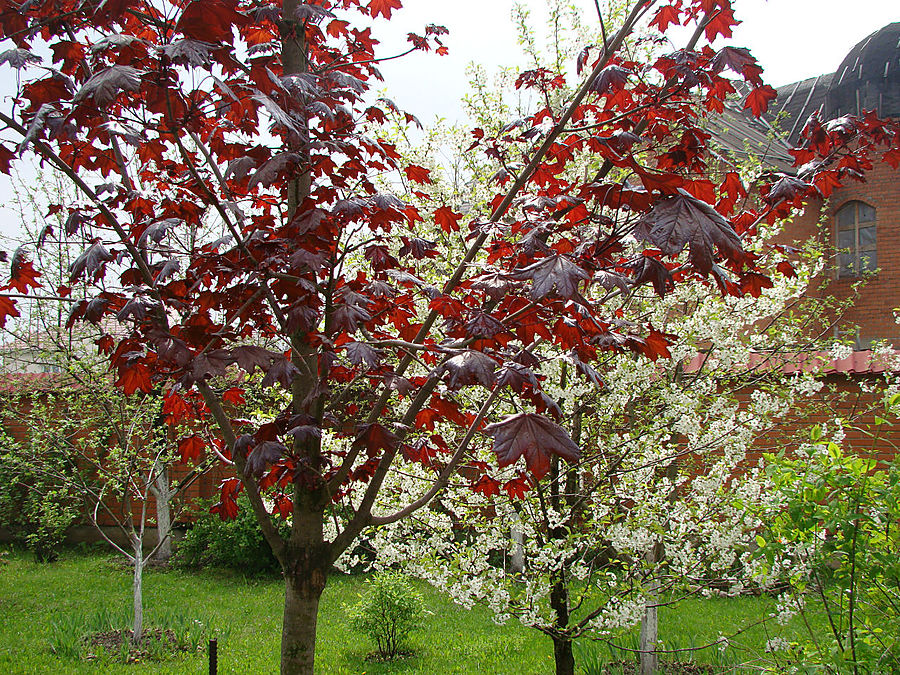 Моя сакура Москва, Россия