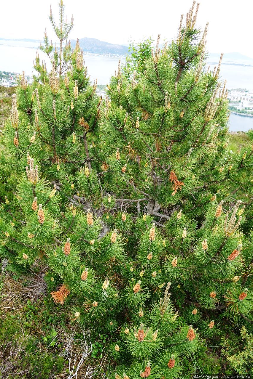 Сахарная вершина Олесунн, Норвегия Сахарная вершина Олесунн, Норвегия