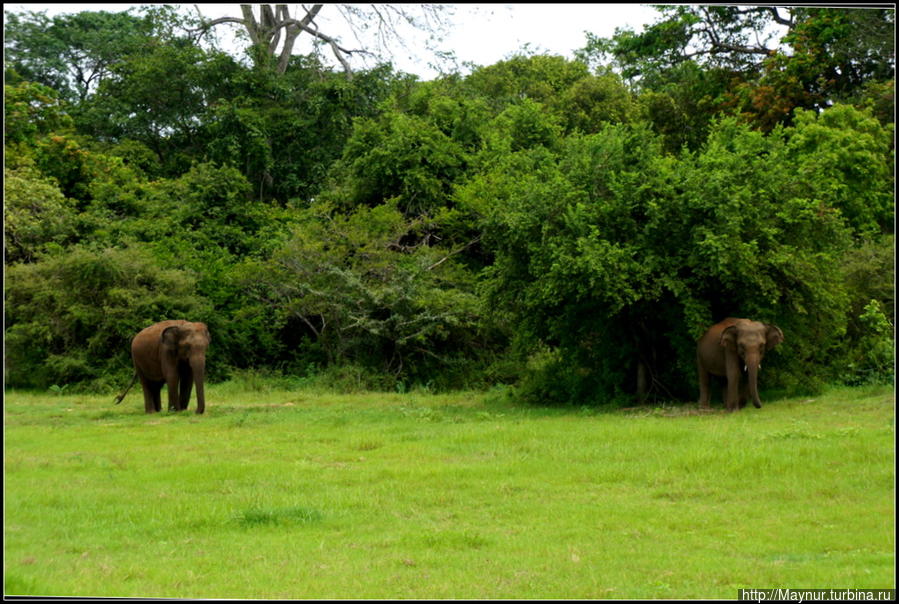 Слоны  питается  в  течении  16  часов  в  сутки,  поглощая  при  этом  до  450 кг  пищи,  в  которую  входят  как  трава,  так  и  фрукты,  коренья   и кора  деревьев.