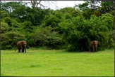 Слоны  питается  в  течении  16  часов  в  сутки,  поглощая  при  этом  до  450 кг  пищи,  в  которую  входят  как  трава,  так  и  фрукты,  коренья   и кора  деревьев.