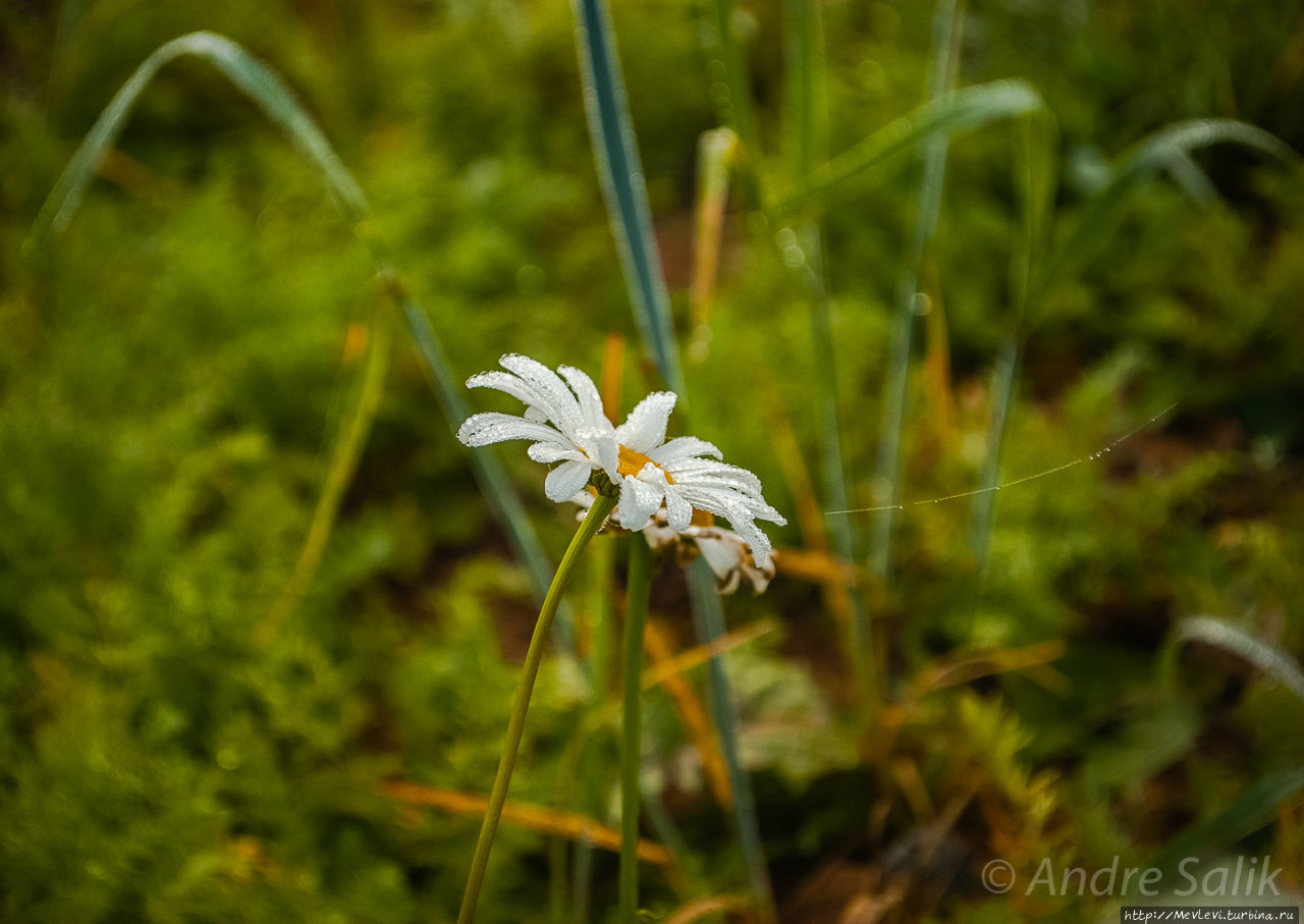 В лесу до рассвета Сигулда, Латвия