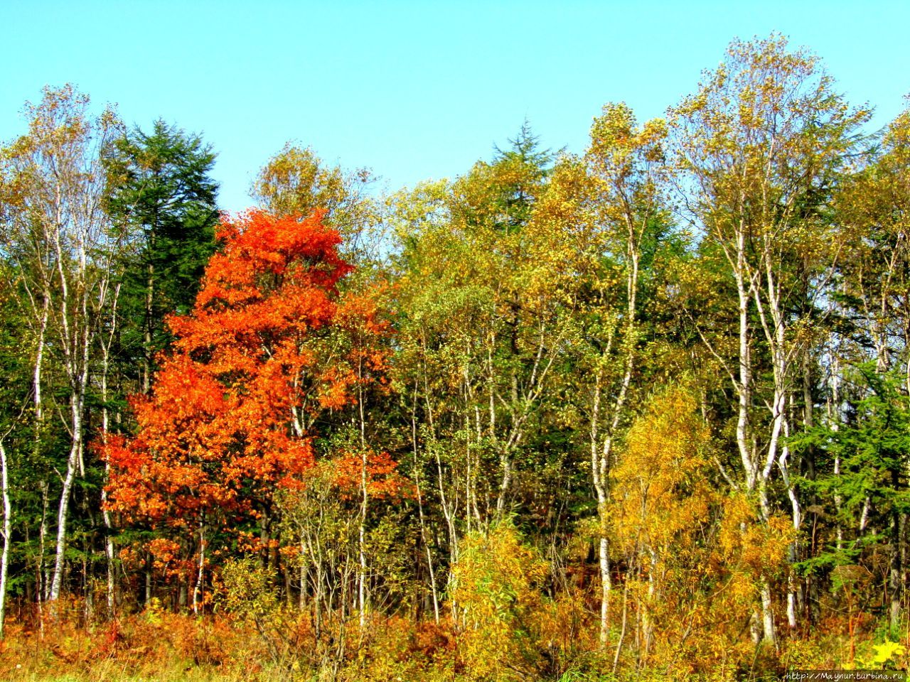 Осенние этюды Долинск, Россия Осенние этюды Долинск, Россия