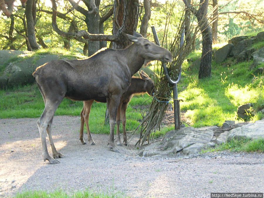 вот сижу и думаю, лоси или все же олени...
