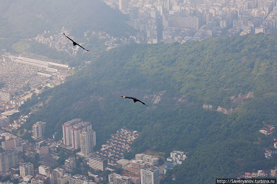 Грифы над Рио