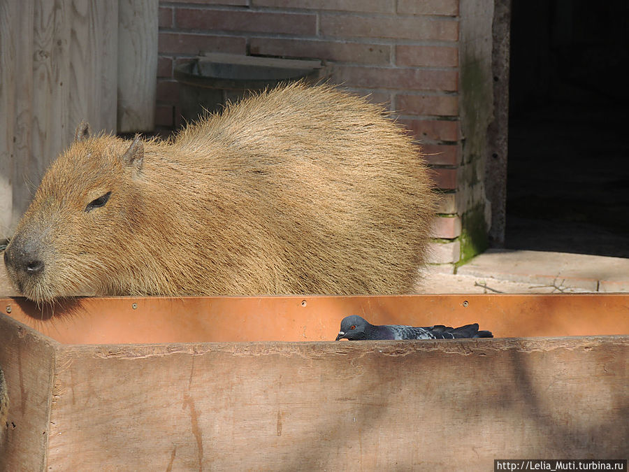 Zoo Roma Рим, Италия