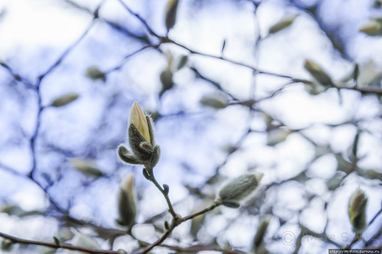 Ботанический сад в марте Рига, Латвия