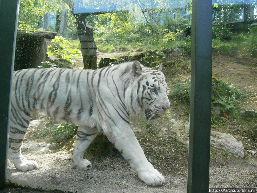 Либерецкий зоопарк с белыми тигрятами Либерец, Чехия