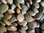 Семена хикамы