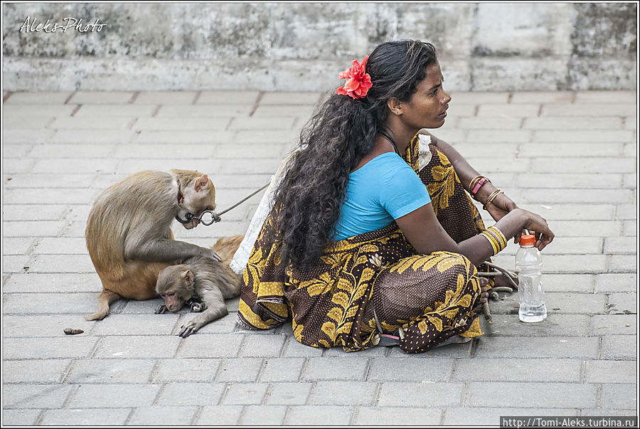Совсем забыл. Как же можно в Индии обойтись без обезьян. В Мумбаи диких обезьян можно увидеть разве что в храмах. В цивилизованной части города — только вот такое развлечение. На Марин драйв местные индийские цыганки с обезьянами развлекают публику...
* Мумбаи, Индия