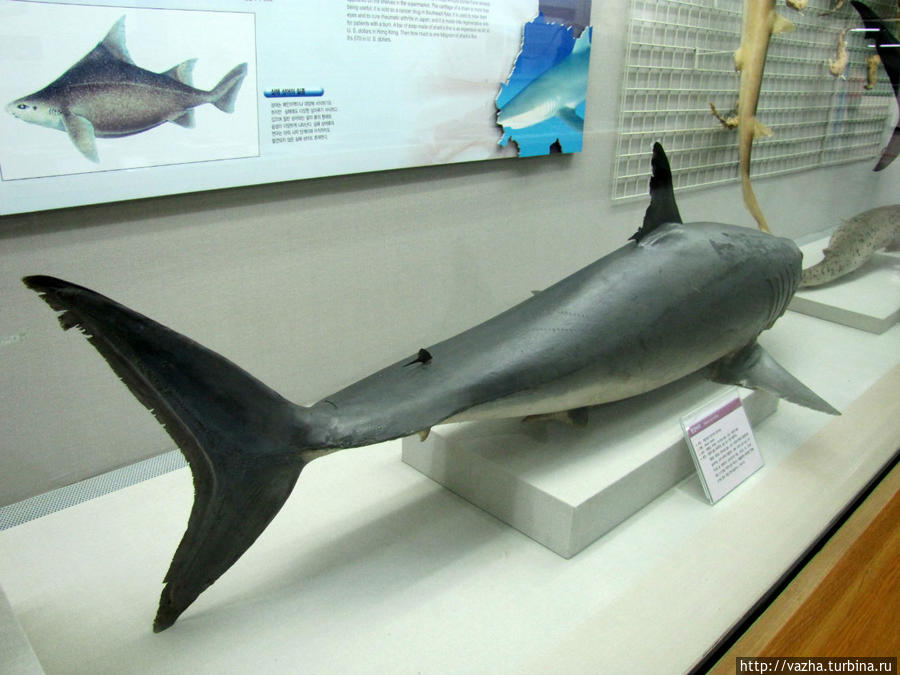 Морской музей естественной истории Пусана. Первая часть. Пусан, Республика Корея