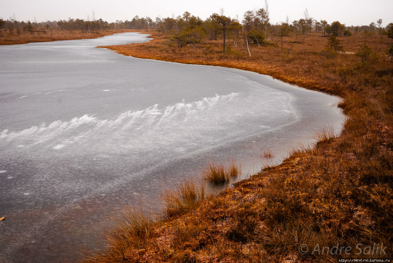 Мелкие детали большого болота Кемери, Латвия