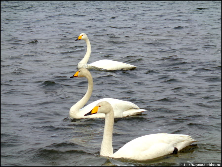 Пусть  летят  по  небу  лебеди... Южно-Сахалинск, Россия