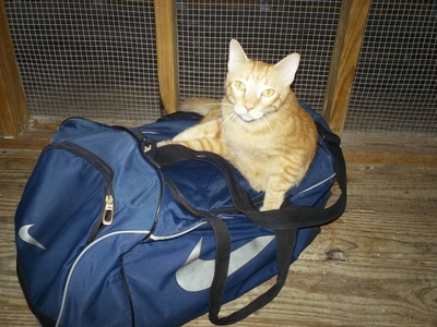 Знакомство в приюте с трёхногим котом Али.