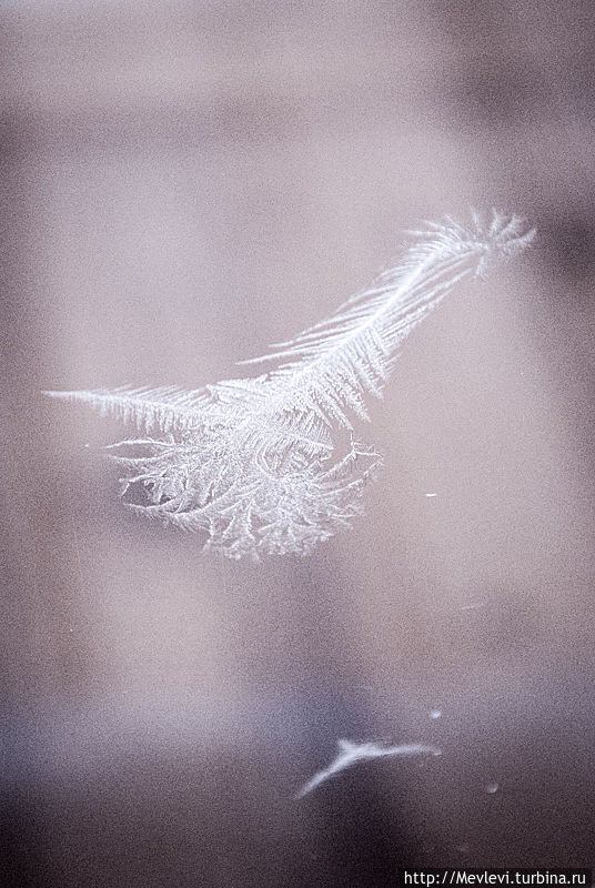 Заснеженная пасека Рига, Латвия