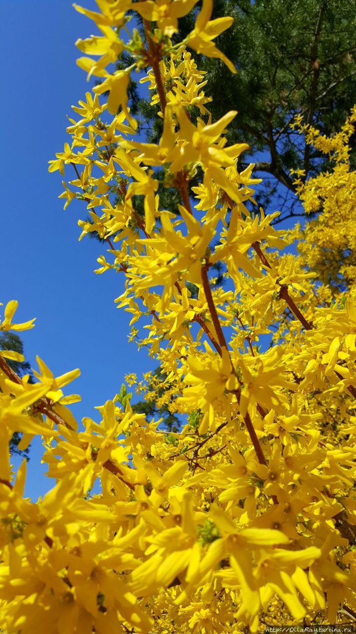 Это юрмальский вариант форзиции.