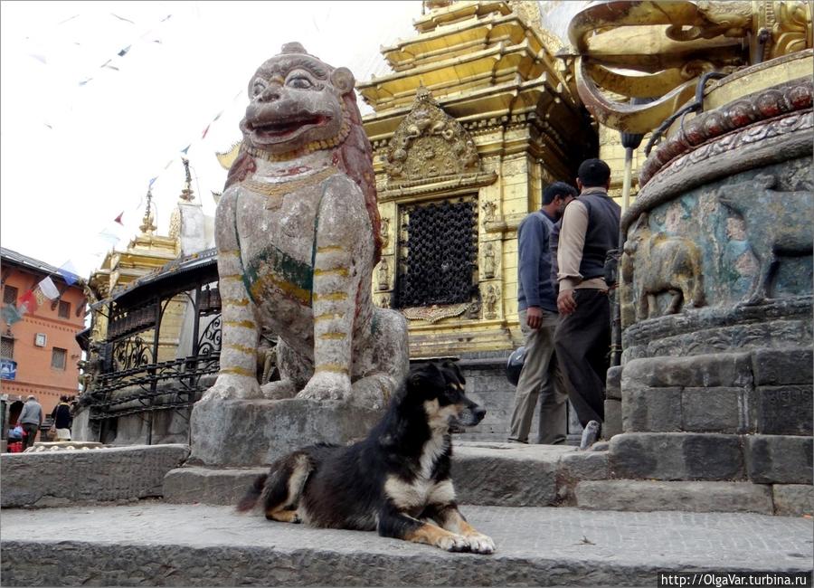Веселый лев... Катманду, Непал